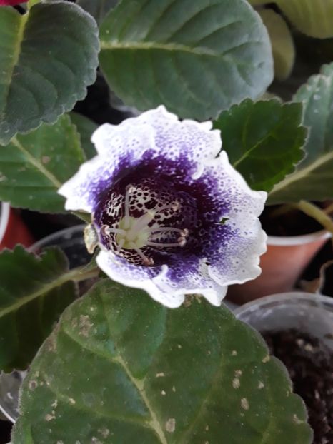  - Gloxinia din seminte