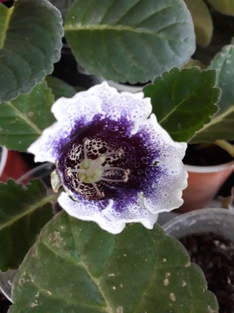  - Gloxinia din seminte