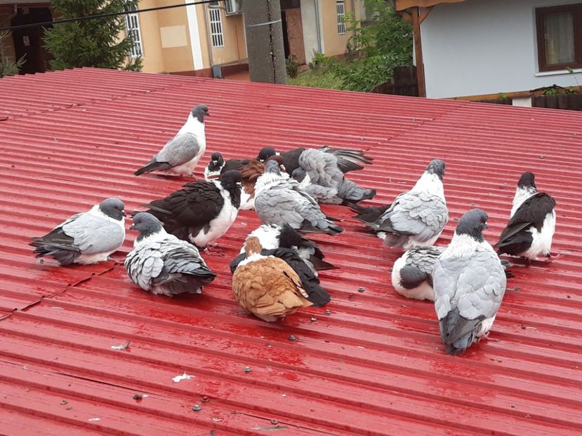  - porumbei strasseri