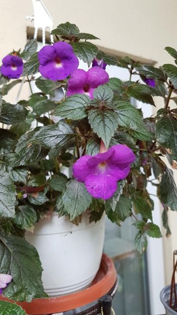 thumbnail - 2019-07-16T231534.676 - ACHIMENES 2019
