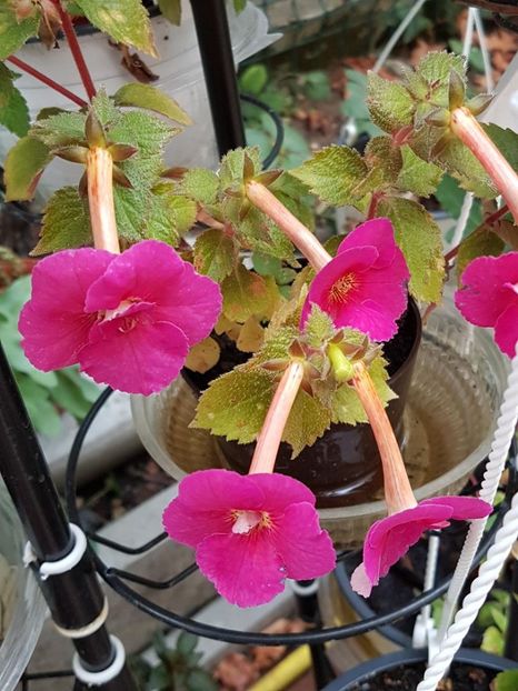 thumbnail - 2019-09-27T225726.811 - ACHIMENES 2019