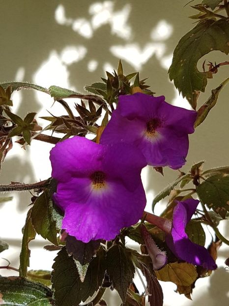 thumbnail - 2019-09-27T230358.891 - ACHIMENES 2019