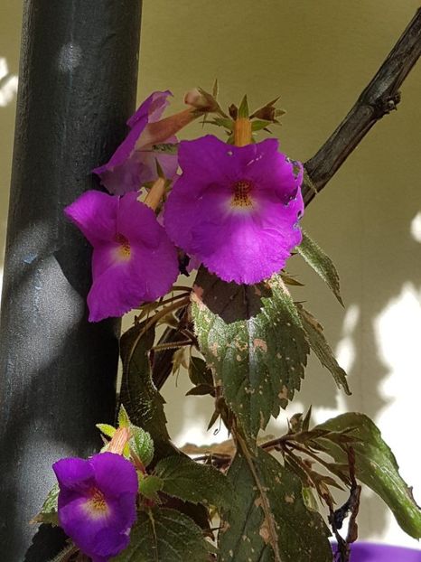 thumbnail - 2019-09-27T230407.915 - ACHIMENES 2019