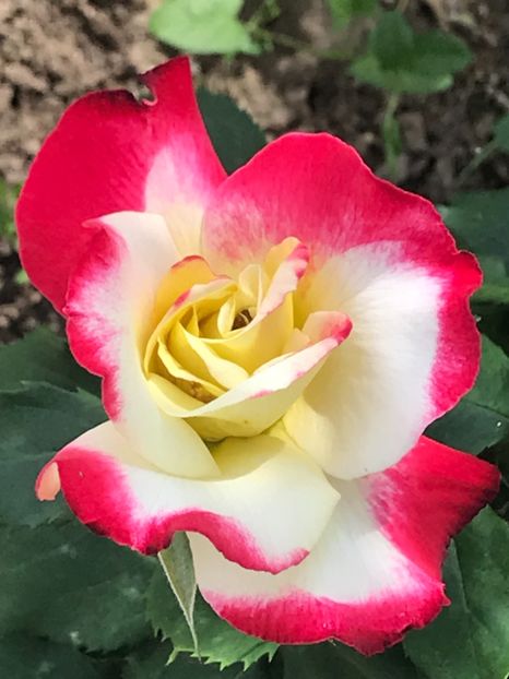 062691F3-425C-4FB7-89D5-3478CA2C5C78 - Trandafiri