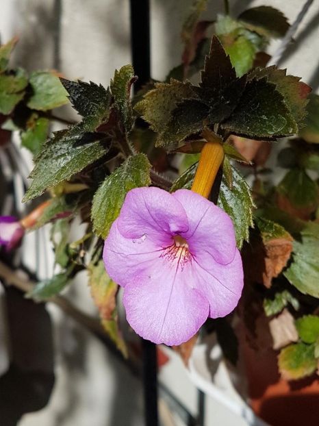 thumbnail - 2019-09-27T230416.594 - ACHIMENES 2019