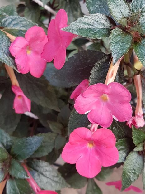 thumbnail - 2019-09-27T230530.035 - ACHIMENES 2019