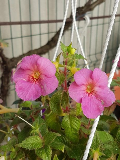 thumbnail - 2019-09-27T230635.228 - ACHIMENES 2019
