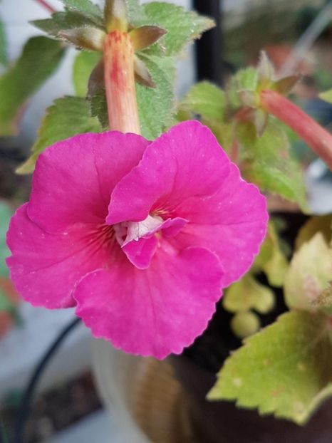 thumbnail - 2019-09-27T230933.781 - ACHIMENES 2019
