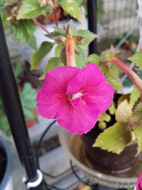 thumbnail - 2019-09-27T230944.173 - ACHIMENES 2019