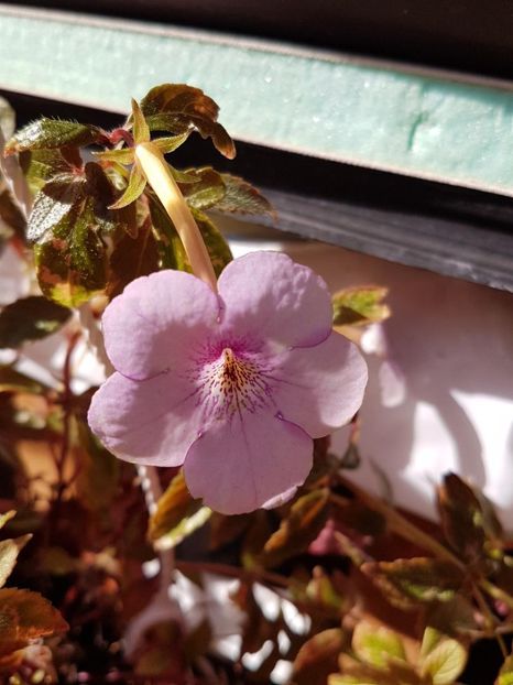 thumbnail - 2019-09-27T231043.616 - ACHIMENES 2019