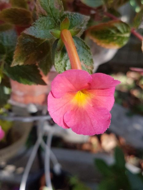 thumbnail - 2019-09-27T231529.824 - ACHIMENES 2019