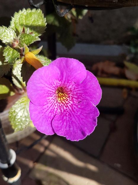 thumbnail - 2019-09-27T231546.756 - ACHIMENES 2019