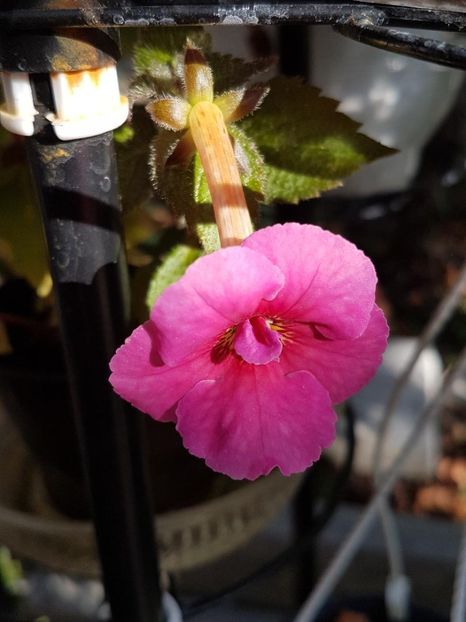 thumbnail - 2019-09-27T231558.476 - ACHIMENES 2019