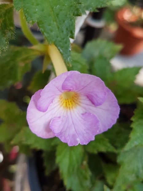 thumbnail - 2019-09-27T231628.768 - ACHIMENES 2019