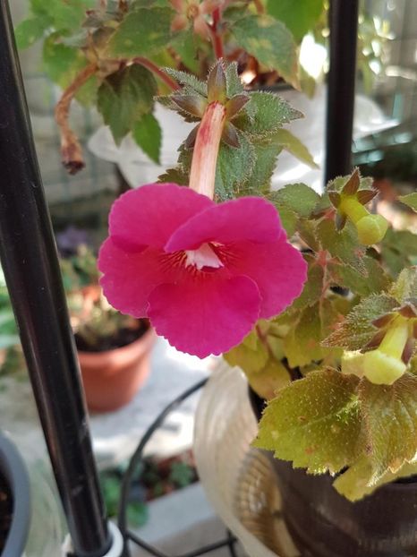 thumbnail - 2019-09-27T231659.050 - ACHIMENES 2019