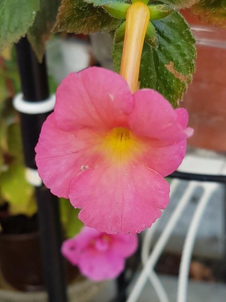 thumbnail - 2019-09-27T232539.629 - ACHIMENES 2019