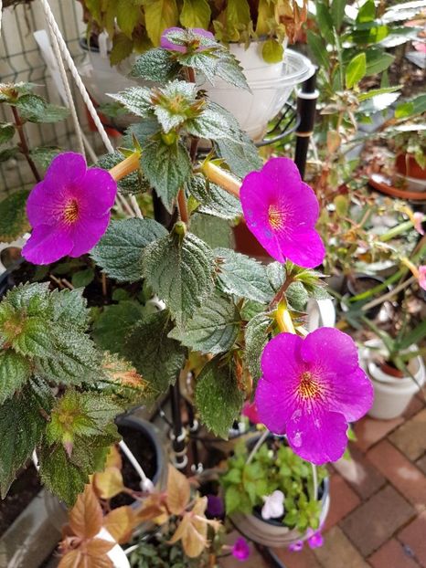 thumbnail - 2019-09-27T232633.150 - ACHIMENES 2019