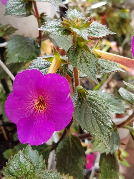 thumbnail - 2019-09-27T232644.246 - ACHIMENES 2019