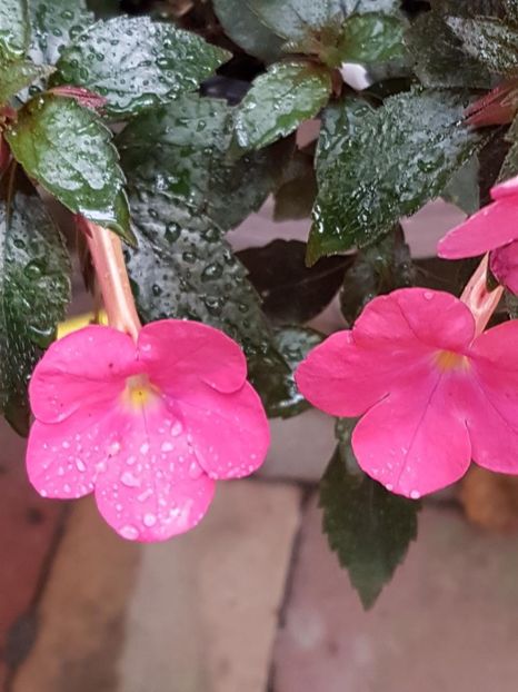 thumbnail (9) - ACHIMENES 2019