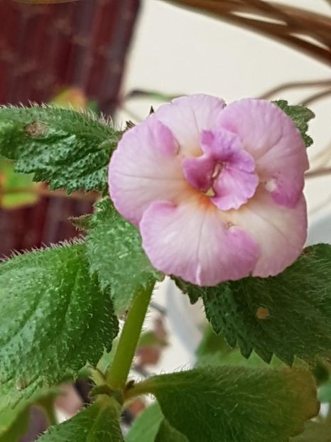 thumbnail (14) - ACHIMENES 2019