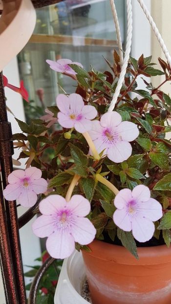 thumbnail (16) - ACHIMENES 2019