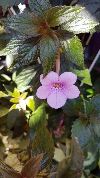 thumbnail (33) - ACHIMENES 2019