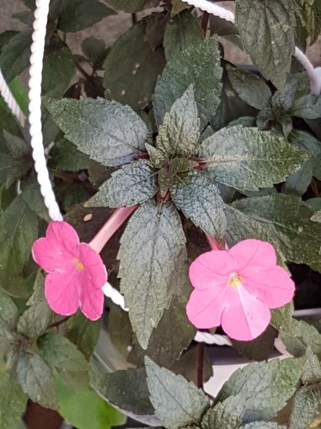 thumbnail (35) - ACHIMENES 2019