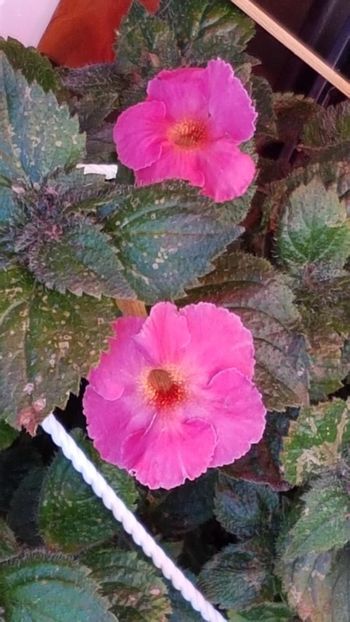 thumbnail (38) - ACHIMENES 2019