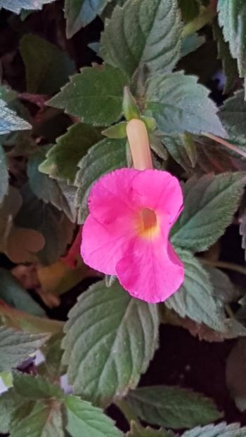 thumbnail (40) - ACHIMENES 2019