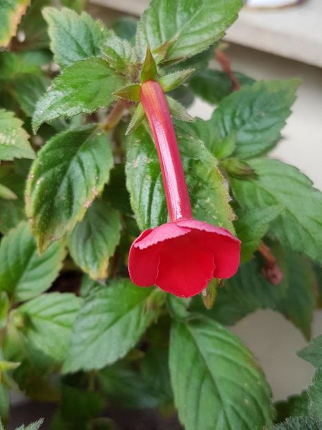 thumbnail (44) - ACHIMENES 2019