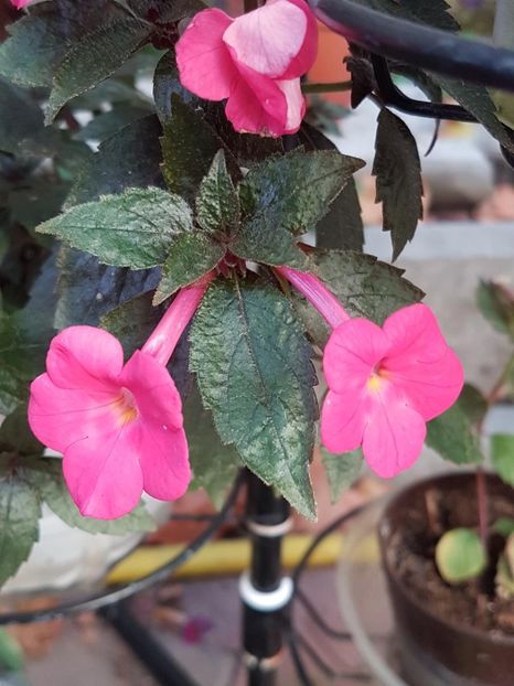 thumbnail (48) - ACHIMENES 2019