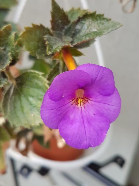 thumbnail (49) - ACHIMENES 2019