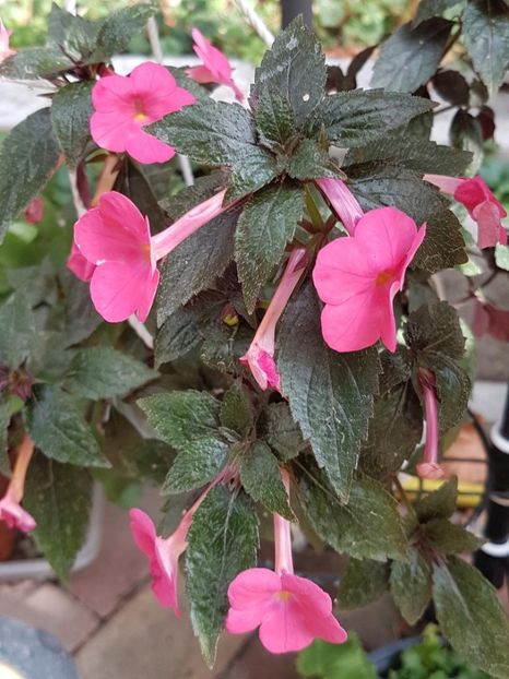 thumbnail (52) - ACHIMENES 2019