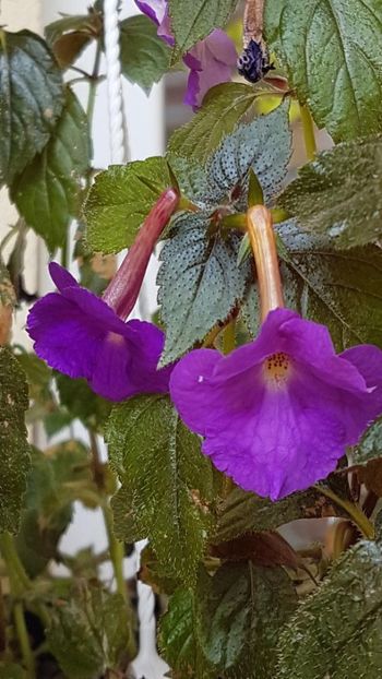 thumbnail (54) - ACHIMENES 2019