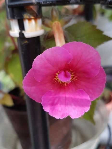 thumbnail (55) - ACHIMENES 2019