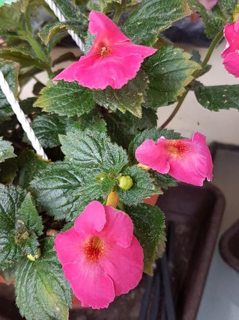 thumbnail (59) - ACHIMENES 2019