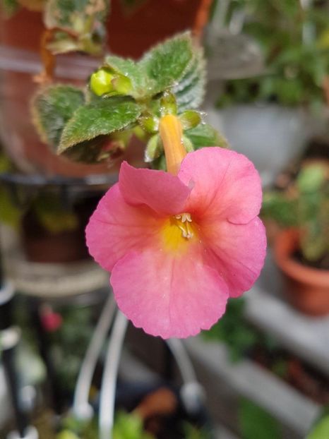 thumbnail (61) - ACHIMENES 2019