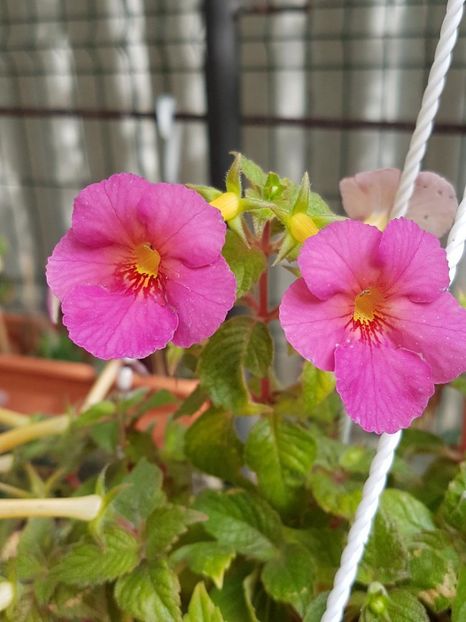 thumbnail (62) - ACHIMENES 2019