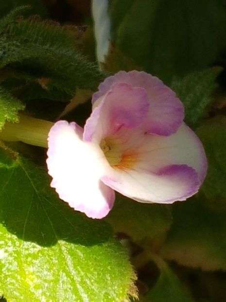 thumbnail (21) - ACHIMENES 2019