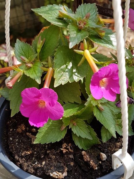 thumbnail (69) - ACHIMENES 2019