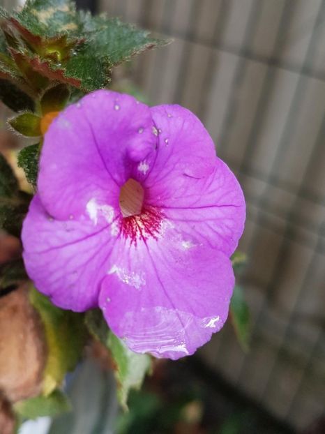 thumbnail (70) - ACHIMENES 2019