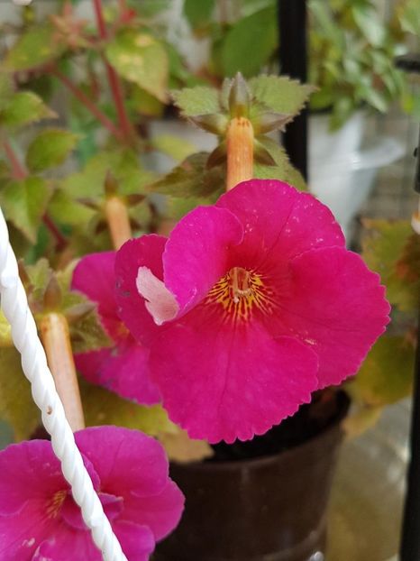 thumbnail (72) - ACHIMENES 2019