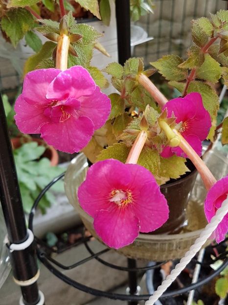 thumbnail (74) - ACHIMENES 2019
