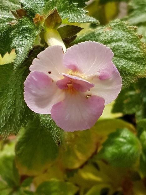 thumbnail (76) - ACHIMENES 2019