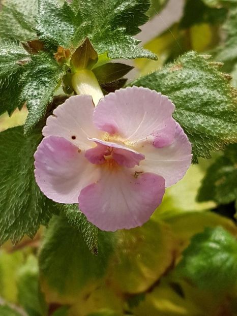 thumbnail (77) - ACHIMENES 2019
