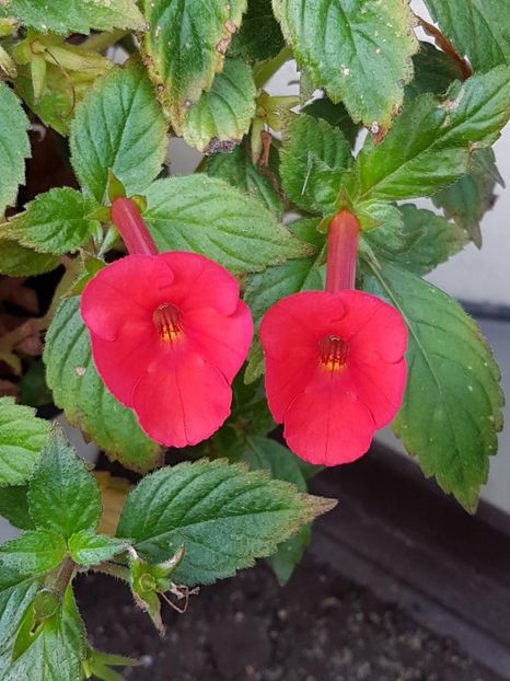thumbnail (83) - ACHIMENES 2019