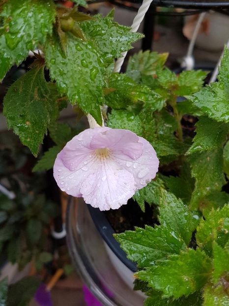 thumbnail (91) - ACHIMENES 2019