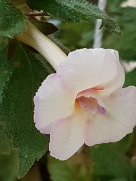 thumbnail (97) - ACHIMENES 2019