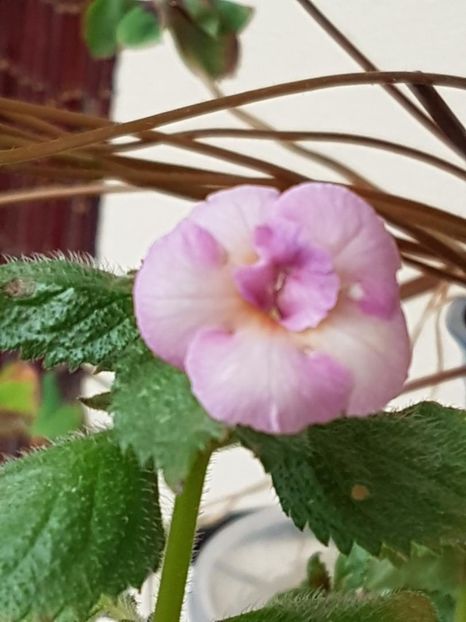 thumbnail (99) - ACHIMENES 2019