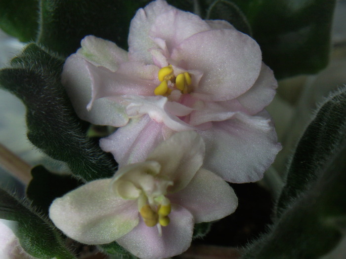 Heartland"s Lime Sherbeth - VIOLETE AFRICANE saintpaulia  2010-2011                                                             